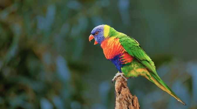 Enneagram Type Seven – A Quick Introduction