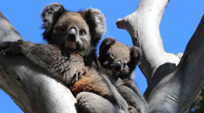 Enneagram Type Nine – A Quick Introduction