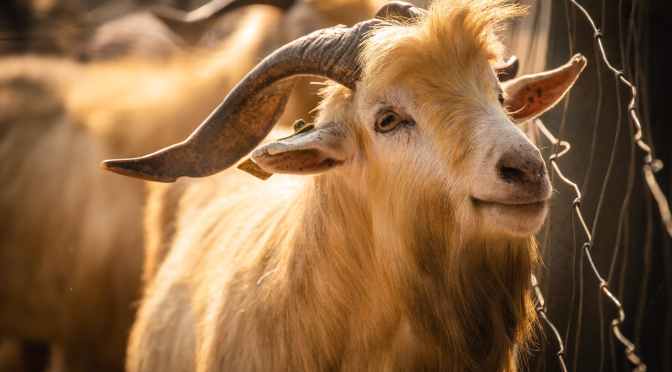 Enneagram Type Six – Growth and Stress