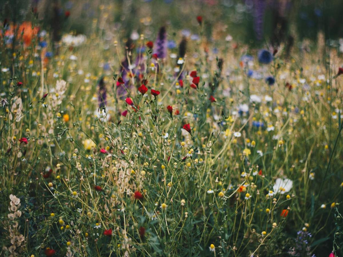 Enneagram Comparisons – Type Seven and Type Nine