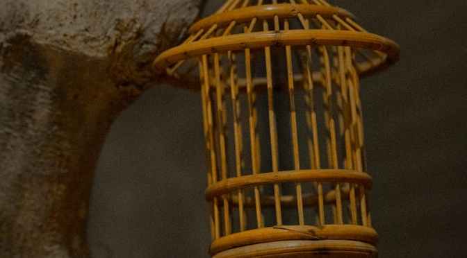 What’s the Bird Thinking? (Example Reading)