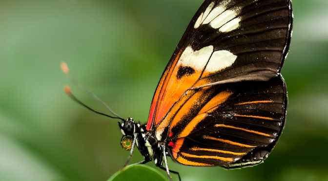 Vera Sibilla Cards That Indicate Ambiguity